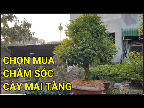 🔴 QBS22302 - CÁCH CHỌN MUA CÂY MAI TÀN TRONG MIỀN NAM RA BẮC | CHĂM SÓC CÂY MAI TÀN MUA TỪ MIỀN NAM