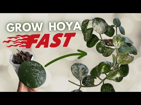 9 TIPS TO GROW YOUR HOYA FASTER