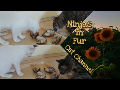 Cats See Lake Shells For The FIRST Time | The Sunflowers Field in August #ninjas #in #fur #channel