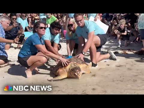 Endangered turtle returns to ocean after surgery to remove life-threatening tumor