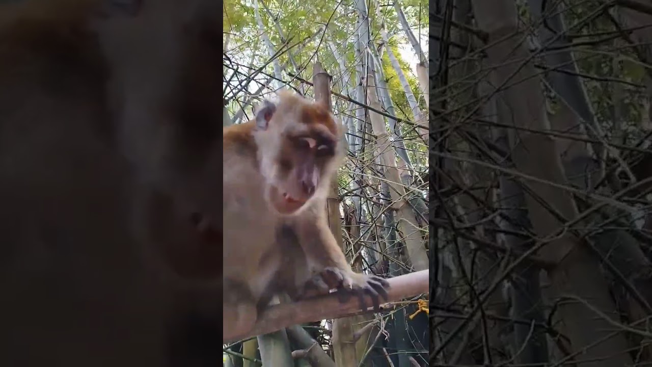 YouTube Short thumbnail