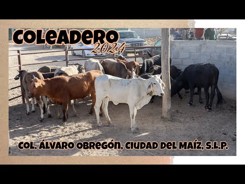 🎥2️⃣Coleadero de Fiestas Patronales desde Col. Alvaro Obregón, Ciudad del Maíz, S.L.P., 03/Feb/2024
