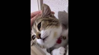 この猫の表情www