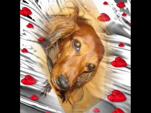 Ein tierisch schöner Sommertag mit meinen Hunden im Sommer 2013