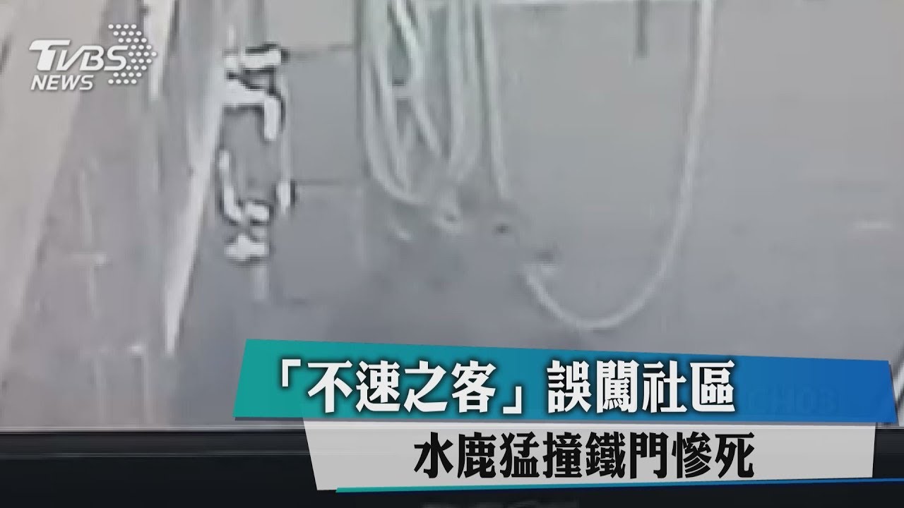 「不速之客」誤闖社區 水鹿猛撞鐵門慘死