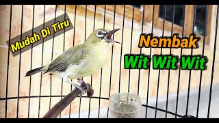 Download lagu Pleci Nembak Sejalur Wit Wit Wit Mudah Di Tiru mp3
