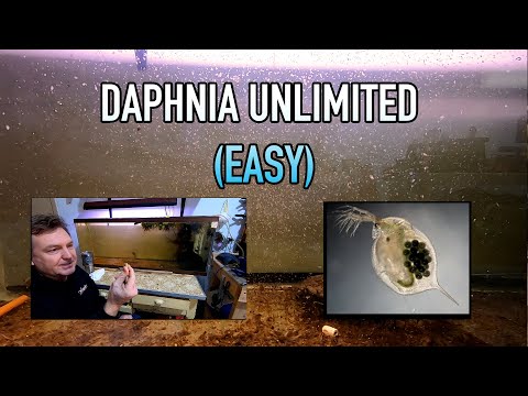 How I Raise Daphnia (Water Fleas) And You Can Too