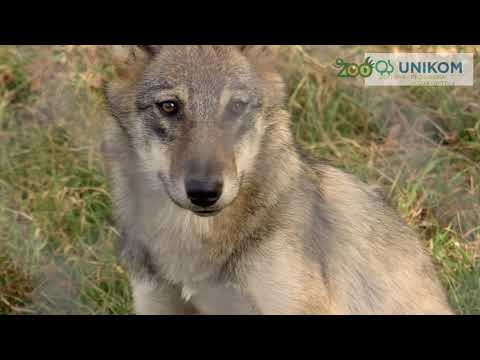 Unikom Osijek - Proširena vučja obitelj u Zoološkom vrtu Osijek