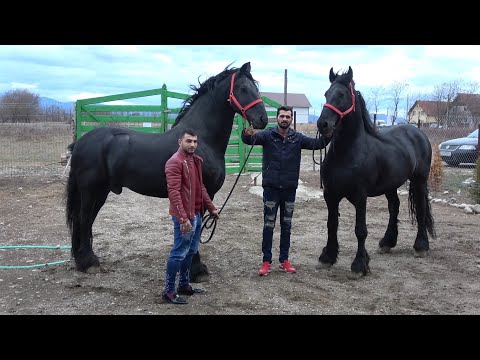 Caii lui Utu de la Hateg, Hunedoara Prezentare cai - 2019 Nou!!