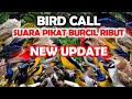 Suara Pikat Burung Kecil Paling Ampuh Untuk Semua Jenis Burung Kecil Auto Ngumpul