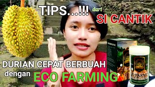 Download lagu Cara Aplikasi Eco Farming Pada Durian Agar Cepat Berbuah mp3