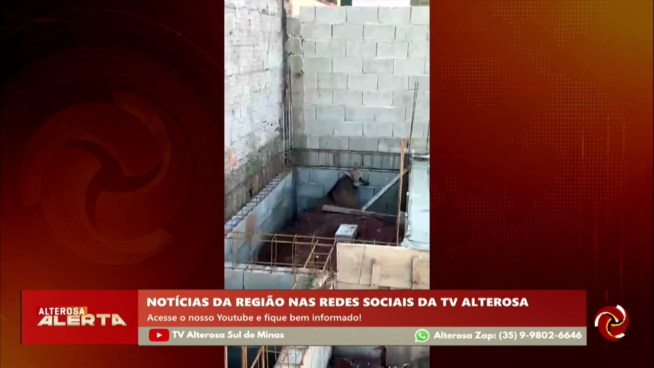 Lobo-Guará flagrado em Alterosa