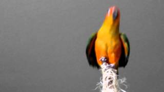 Sun Conure Bird Death Metal Dance