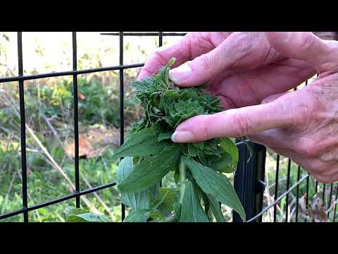 Insect Galls in Goldenrod