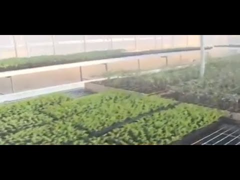 Gobernación de Central presenta nuevos invernaderos y entrega plantines en J. Augusto Saldívar