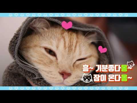 아인솝 고양이 샴푸바 천연 비누