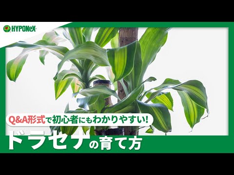 コードツリー 植物
