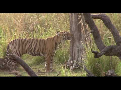 Life Of Ranthambore Tigers