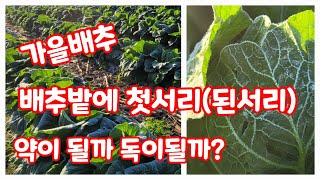 배추밭 된서리 괴산 첫서리  가을배추 [배추재배방법]