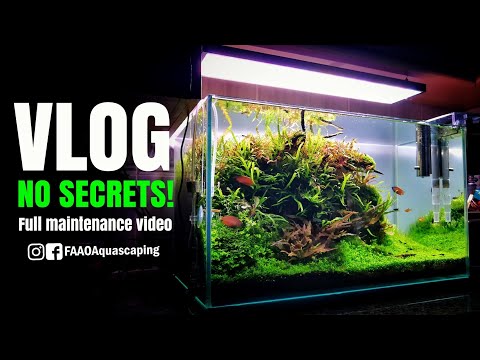 NO SECRETS! Full maintenance VLOG of my 60P #FAAO #AQUASCAPING #TUTORIAL