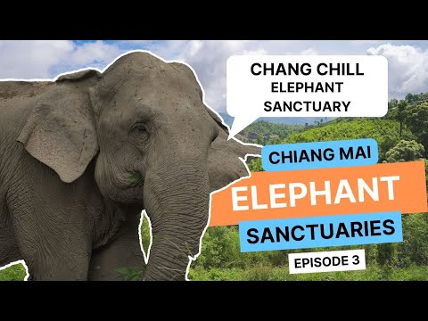 Santuários Éticos de Elefantes em Chiang Mai: EPISÓDIO 3 - Santuário de Elefantes Chang Chill
