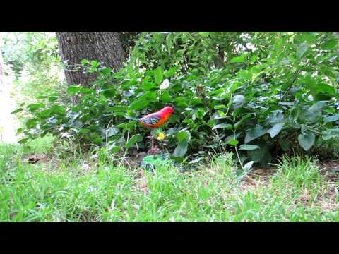 Paesetto, paisito o paisaje