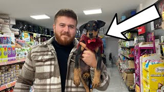 DOBERMAN DEDE İLE PET SHOP’DAN ALIŞVERİŞ YAPTIK!