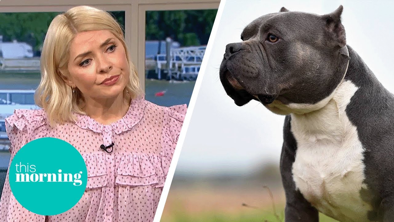 How Will The American XL Bully Ban Be Implemented? | This Morning