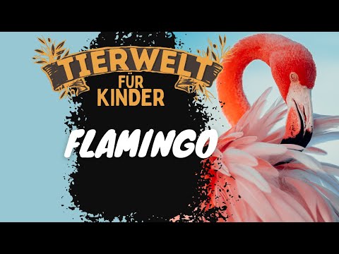 Folge 3: Flamingo - Tierwelt für Kinder - Lernvideo auf Deutsch