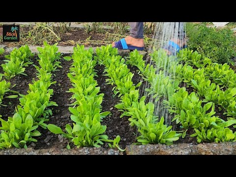 Weak Seedlings? Watch Them Explode Into Fat, Strong Plants With This