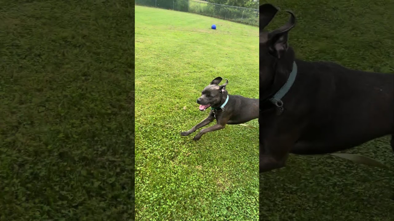 Enlarge Nova, a Adopted mixed breed in Ithaca, NY video 4/4