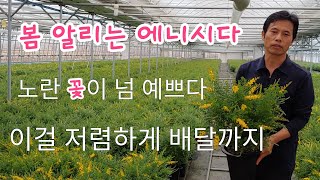 노란꽃 봄을 알리는 에니시다 꽃 저렴하게 배송까지 된다고