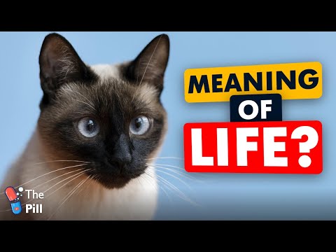 Can cats teach us the meaning of life?