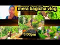 Vlog Mera Bagicha Vlog Daily Vlogvideo ️