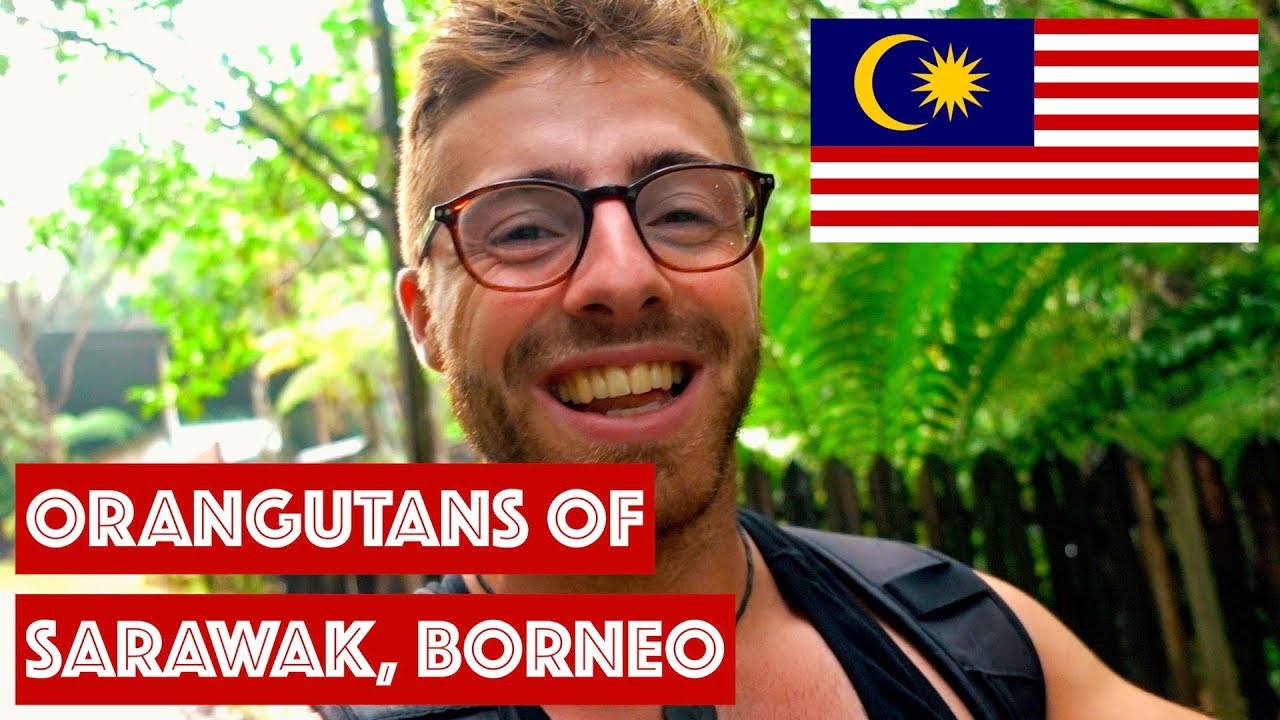 ORANGUTANS IN SARAWAK, BORNEO || TRAVEL MALAYSIA