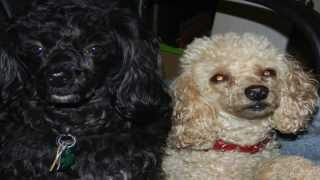 A Love Story 11( FY - infomercial)  &quot;You and Me&quot; (Peter Allen - Carol Bayer-Sager)