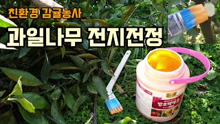 과일나무 전지 후 나무의 상처 치료는 방호벽에코라는 도포제를 사용하였고 맛있는 과일 만드는 방법 감귤농사 친…