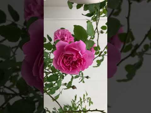 Mary Rose Bred by David C. H. Austin  (UK 1993)