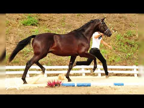 Nr. 25   Hengst "Halcon" von Millennuim - Münchhausen *2018