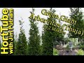 Green Giant Arborvitae (Thuja) in 2 Minutes