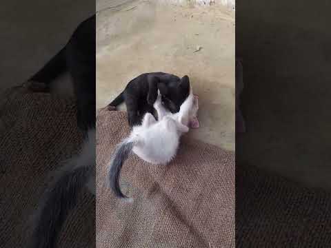 two cat fight 😂 comedy video😎🤣🤣😂# video #so cute cats #funny comedy and so cute cat