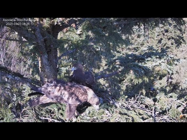 Live webcam view of Nido de Águila Real 2, Bucovina
