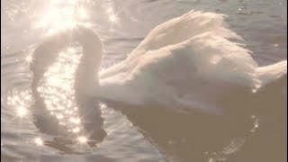 playlist substitute (exp) 🪽࿐ compress entire sub playlist into one sub ౨ৎ 