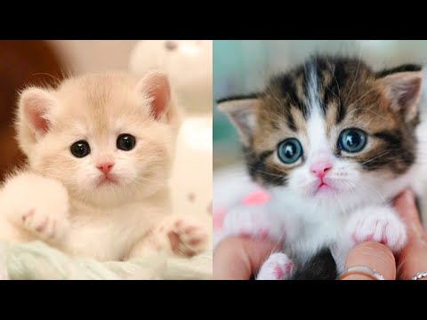 Baby Cats - Cute and Funny Cat Videos Compilation #27 | Aww Animals | Video & Photo Baby Cats - Cute and Funny Cat Videos Compilation #27 | Aww Animals | Video & Photo