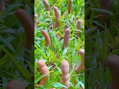 Abdelfattah and InfoSnap91