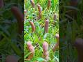 how the chinese farmers are earning thousands of dollars from this plant