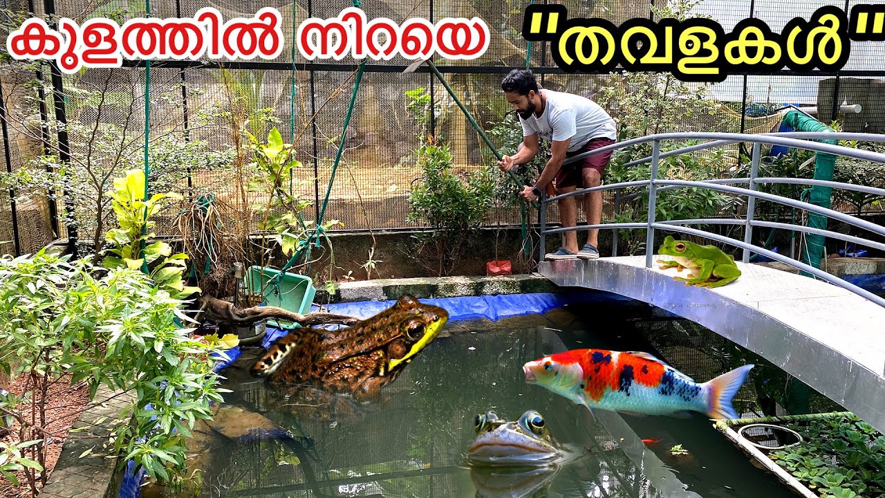 കിളികളുടെ മുട്ട തിന്നുന്ന “തവളകൾ” | Part-2 |Over night camping in Aviary