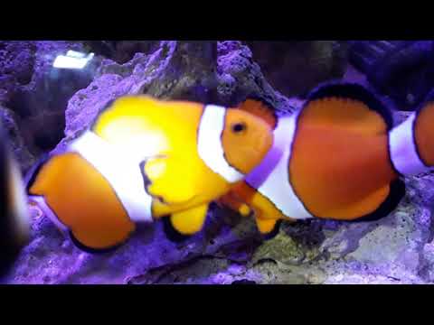 vlog#1: my clownfish laying eggs for the first time