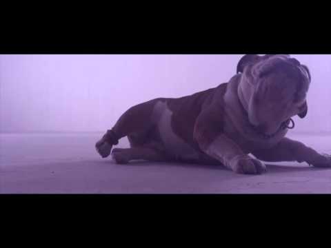 Donots - Wake The Dogs (Official Video)