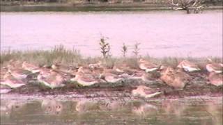 preview picture of video 'miranda shorebirds'